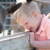 young boy curiously peeks into the goat enclosure at the farm